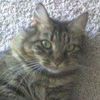 catchick32940